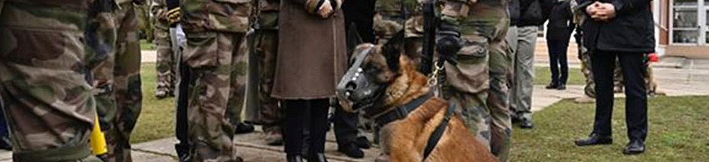 Dogart : harnais, colliers, laisses et muselières pour chiens k9 - brigade canine
